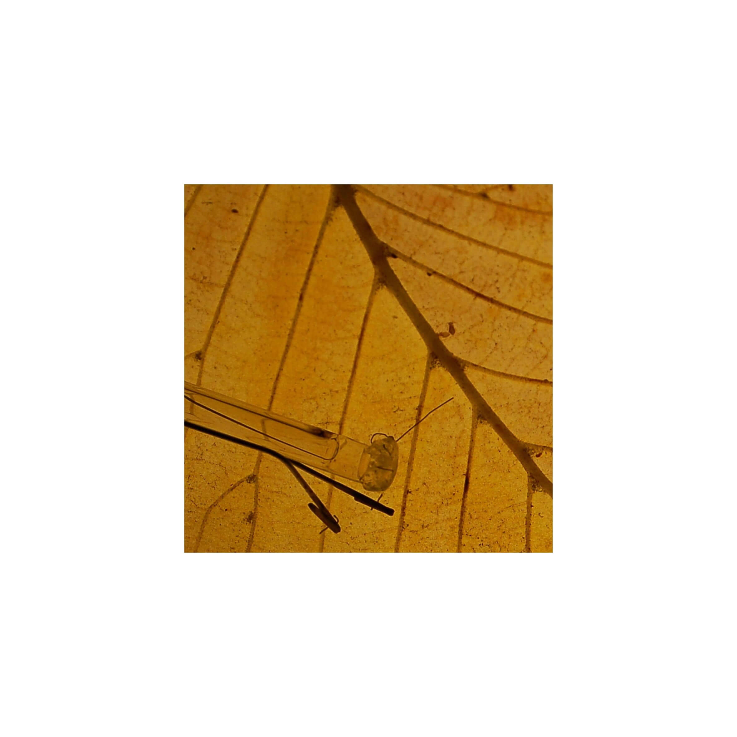 Herfst